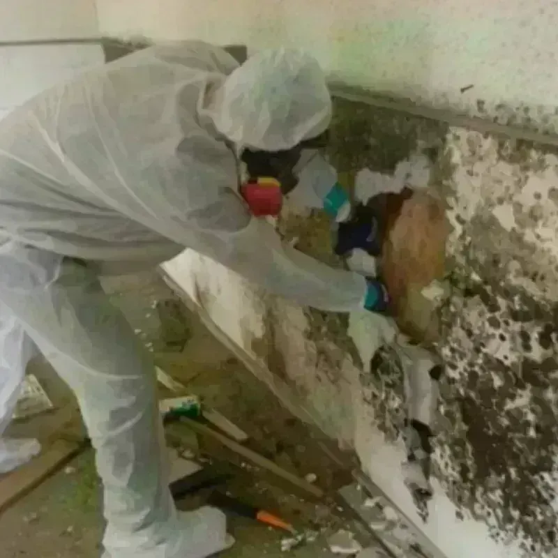 Mold Remediation and Removal in Hohenwald, TN